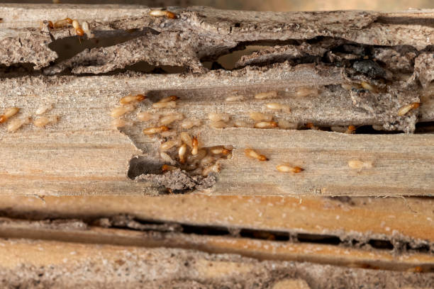 Best Affordable Exterminators  in York, PA